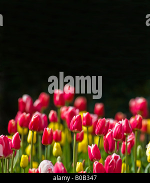 TULIP FIELD flower garden flowers springtime spring plant plants green yellow blue red less depth of field plain background Stockfoto