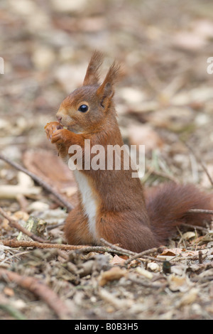 Eichhörnchen Sciurus Vulgaris stehen auf den Hinterbeinen Essen aus den Pfoten Stockfoto