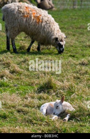 Neu geboren walisischen Lamm liegend Gras in Frühlingssonne North Wales UK mit Schafbeweidung hinter Stockfoto