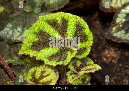 Iron Cross (Begonia Begonia, Järnkorsbegonia masoniana) Stockfoto