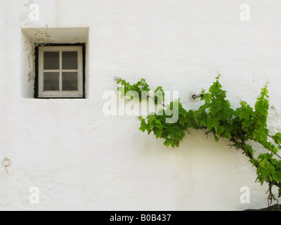 Weinrebe, die auf einer weißen Wand neben einem kleinen Außenfenster auf einem Bauernhof in der Nähe von Mahon, Menorca, Spanien, wächst Stockfoto