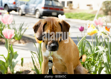 Hund mit Tulpen Stockfoto