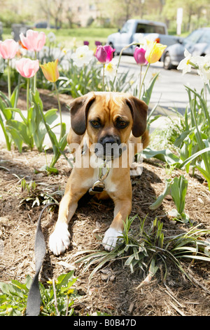 Hund mit Blumen Stockfoto