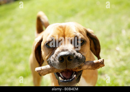 Hund mit Stock im Mund Stockfoto