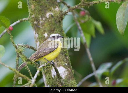 Soziale Flycatcher Myiozetes Similis in einem Baum mit roten Beeren Stockfoto