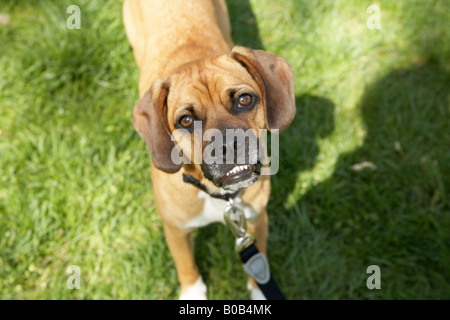 Hund nach oben auf der Kamera Stockfoto