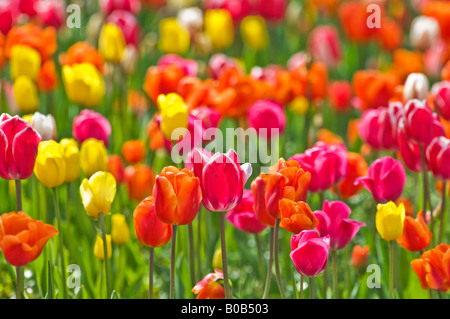 TULPENFELD Blumen-Garten Blumen Frühling Frühling Pflanzen grün gelb blau rot Stockfoto