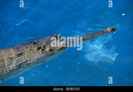 Porträt von einem indischen Gangesgavial indische Gavial Gavialis Gangeticus eine gemeinsame lange Nase Krokodil, das in den Ganges lebt Stockfoto