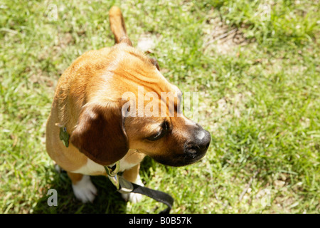 Blick hinunter auf Hund Stockfoto