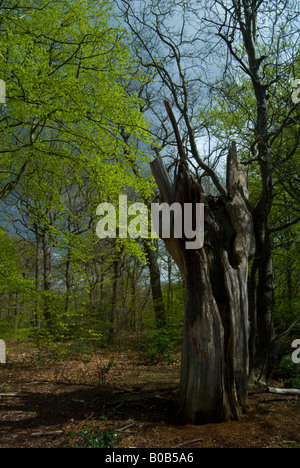 Burnham Beeches Stockfoto