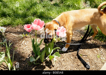 Hund, die Blumen riechen Stockfoto