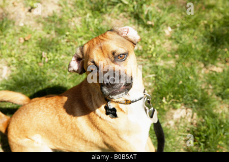 Hundesitting-lustig Stockfoto