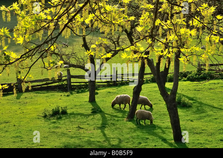 Schafe die Rückl Farm Ruckle Provincial Park Salz Frühling Insel British Columbia Kanada Stockfoto