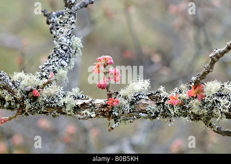 Garry Eichenlaub aufstrebenden Quercus Garryana Mount Maxwell Saltspring Island British Columbia Kanada Stockfoto