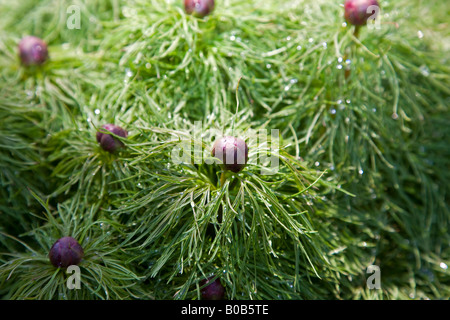 Paeonia tenuifolia Stockfoto