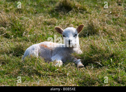 Neu geboren walisischen Lamm liegend Gras in Frühlingssonne North Wales UK Stockfoto