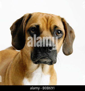 Porträt eines Hundes Stockfoto