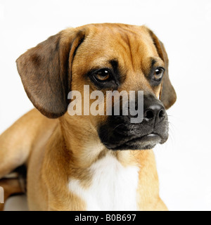 Porträt eines Hundes Stockfoto