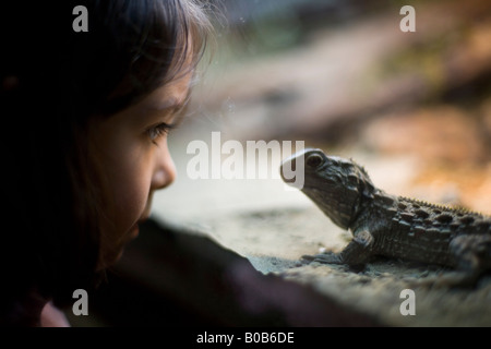 Mädchen im Alter von vier Jahren schaut eng auf ein Tuatara durch die Glaswand eines Aquariums im Zoo von Wellington Stockfoto