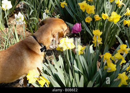 Hund, die Blumen riechen Stockfoto