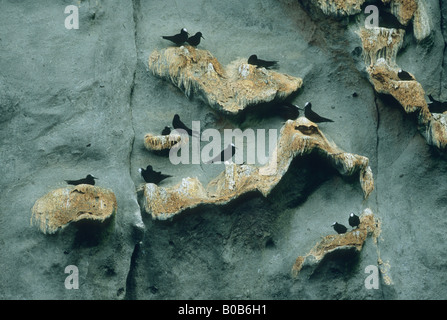 Schwarzer Noddy Seeschwalben (Anous Minutus) Verschachtelung Simsen, Boatswainbird Island, Ascension Island, Süd-Atlantik Stockfoto