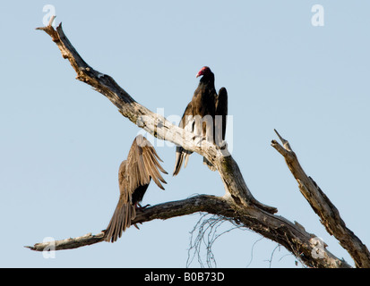 Zwei Türkei Geier, Cathartes Aura, Quartiere in einem toten Baum und ihre Flügel in der Sonne zu wärmen. Oklahoma, USA. Stockfoto