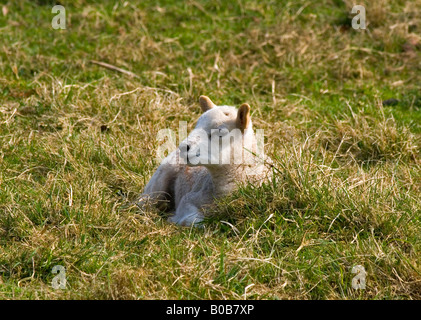 Neu geboren walisischen Lamm im Rasen in der Frühlingssonne liegen Stockfoto