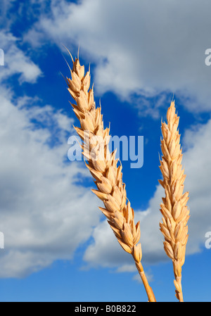 Weizen gegen bewölktem Himmel Stockfoto