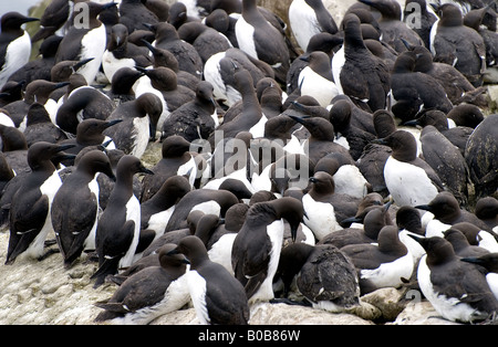 Eine Herde von Trottellummen auf den Farne Islands Northumberland genommen. Stockfoto