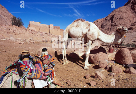 Kamele außerhalb Katharinenkloster, Sinai-Halbinsel, Ägypten Stockfoto