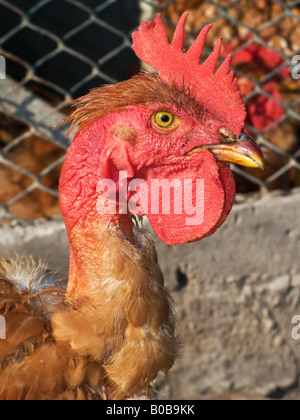 Huhn-Kopf Stockfoto