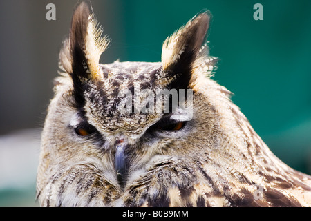 Europäischen Eagle Owl Charlton Park Wiltshire England Großbritannien Stockfoto