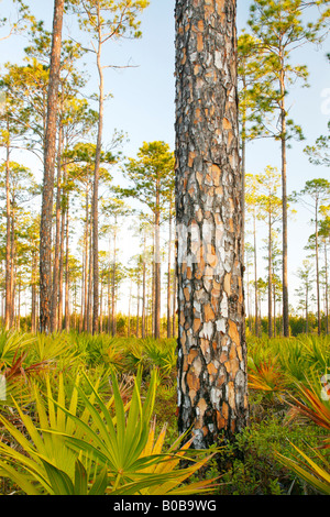 Slash-Kiefer (Pinus Elliottii) und Palmetto bei Sonnenaufgang, Okefenokee Swamp National Wildlife Refuge, Georgien Stockfoto