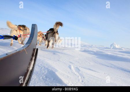 Grönlandhunde ziehen Schlitten, in der Nähe von Kap Tobin, Ostgrönland Stockfoto