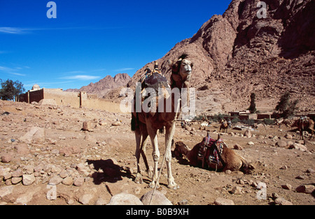 Kamele außerhalb Katharinenkloster, Sinai-Halbinsel, Ägypten Stockfoto