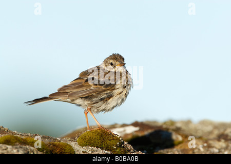 Zerzaust Wiese Pieper Anthus Pratensis auf moosige Wand stehend Stockfoto