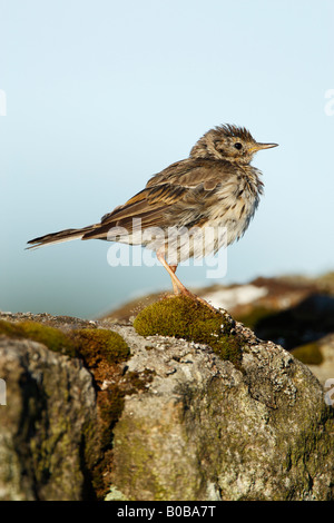 Zerzaust Wiese Pieper Anthus Pratensis auf moosige Wand stehend Stockfoto