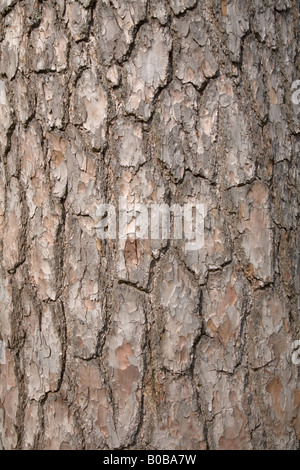 Rinde eines Baumes Stockfoto