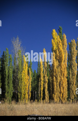 Eine Reihe von Pappelbäumen mit goldenen Blättern vor blauem Himmel im Herbst, in der Nähe von Barreal, Calingasta Valley, Provinz San Juan, Argentinien Stockfoto