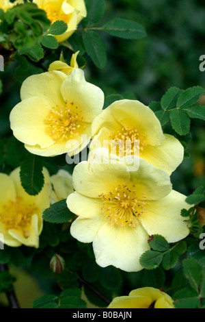 ROSA CANARY BIRD Stockfoto