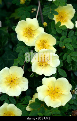 ROSA CANARY BIRD Stockfoto