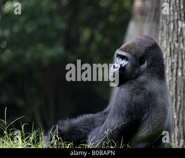 Porträt von Gorilla in Atlanta Zoo, Atlanta, Georgia, USA. Stockfoto
