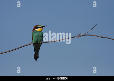 Europäische Biene-Esser, die Überwinterung in Botswana Stockfoto