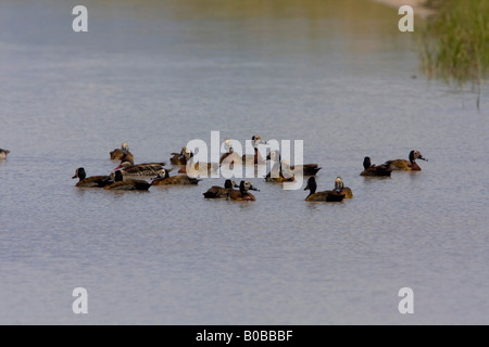 Herde von weißen konfrontiert pfeifende Enten Stockfoto