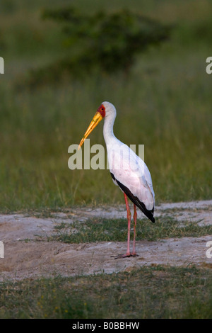 Gelb in Rechnung Storch Afrika Stockfoto