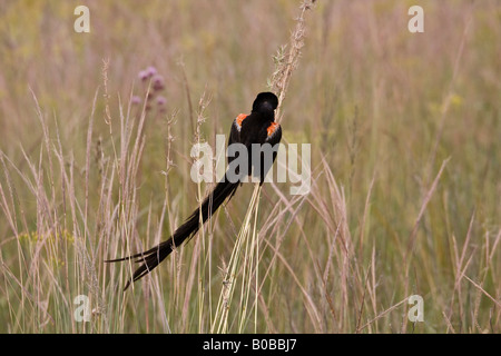 Longtailed widowbird Stockfoto