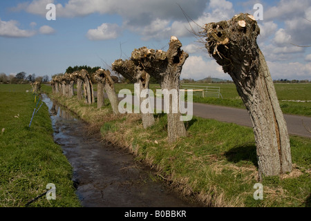 Gekappte weiße Weide Salix alba Stockfoto