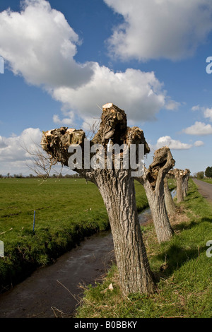 Silberweide Bäume beschnitten Stockfoto