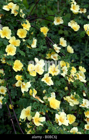 ROSA CANARY BIRD Stockfoto