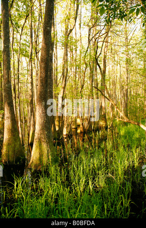 Cypress Swamp, Congaree-Nationalpark, South Carolina Stockfoto